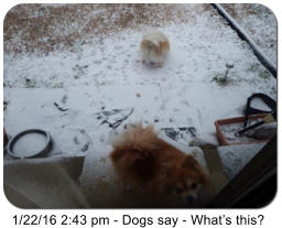 1/22/16 2:43 pm - Dogs say - What�s this?